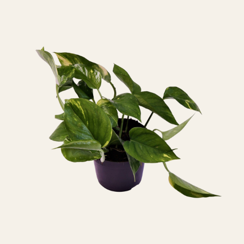 Epipremnum Pinnatum Aureum