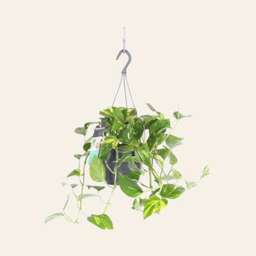 Epipremnum Pinnatum Aureum