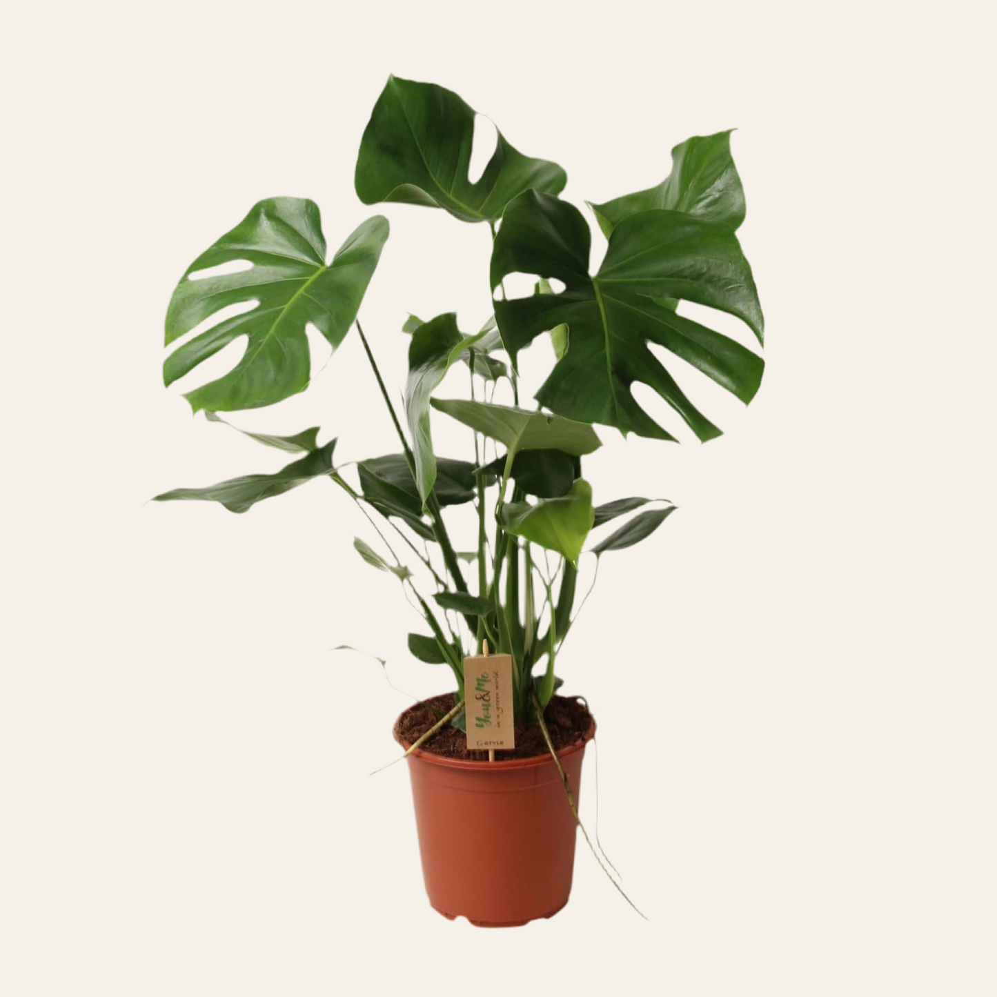 Monstera Deliciosa - Ø21cm - ↕60cm