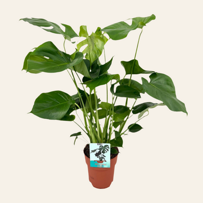 Monstera Deliciosa