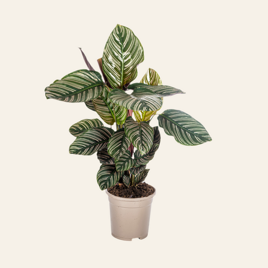 Calathea Ornata Sanderiana Ø17cm - ↕40 - 50cm