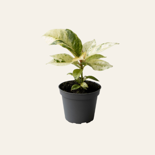 Ficus Elastica Shivereana