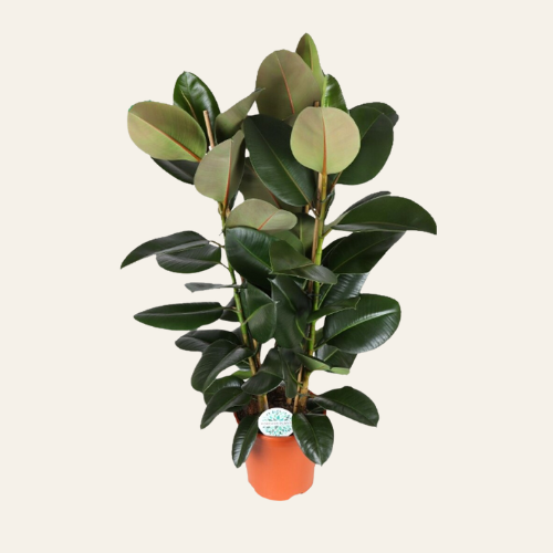 Ficus elastica 'Robusta'