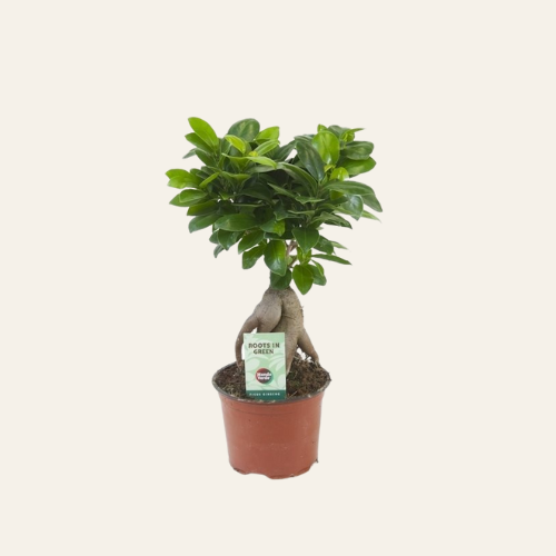 Ficus microcarpa Ginseng