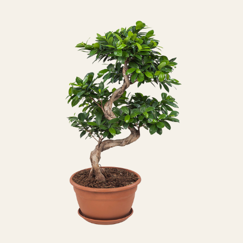 Ficus Ginseng Bonsai