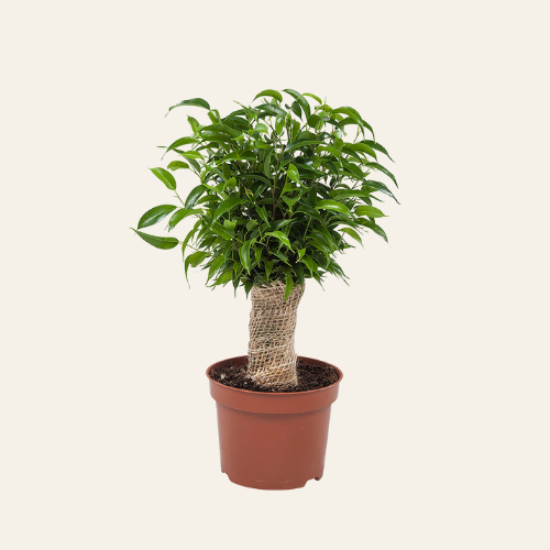Ficus Natasja