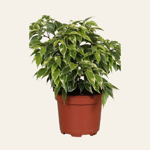 Ficus benjamina Kinky