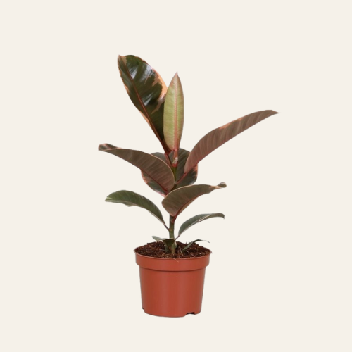 Ficus elastica 'Belize'