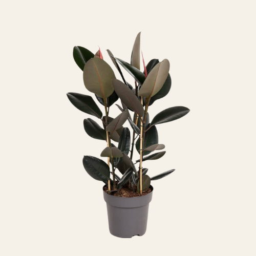 Ficus elastica 'Abidjan'