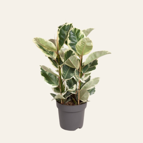 Ficus  Elastica  'Tineke'
