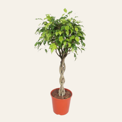 Ficus Benjamina Exotica