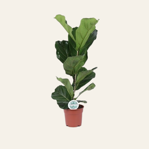 Ficus Lyrata