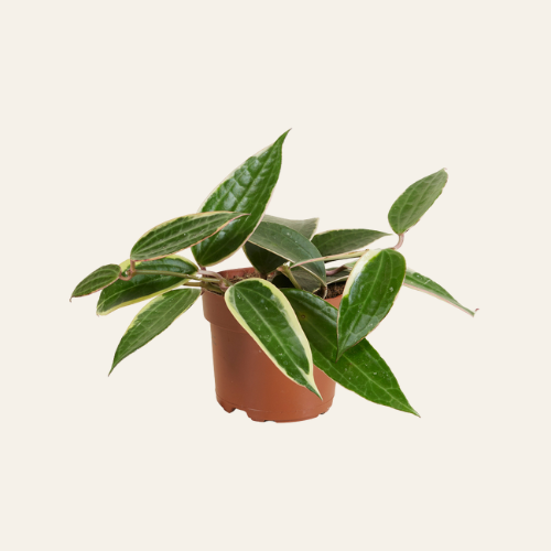 Hoya Albomarginata Star of Bali