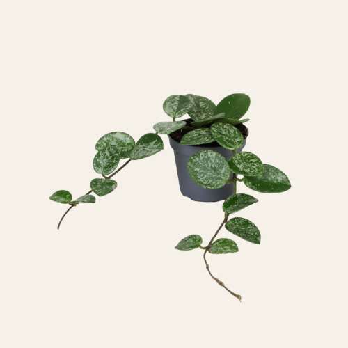 Hoya Mathilde