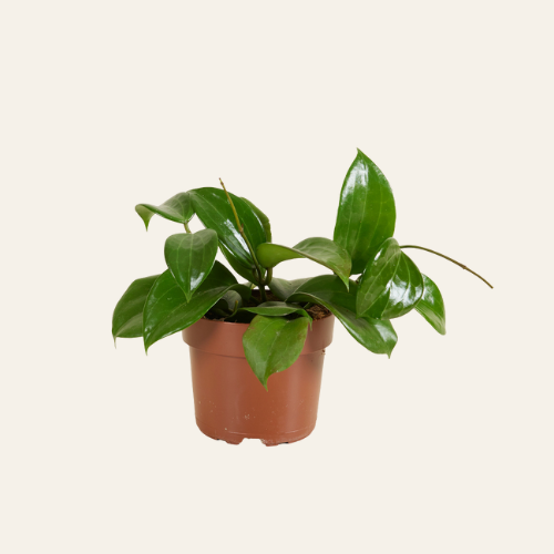 Hoya Quinqeunervia Star of Madura
