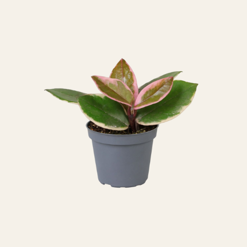 Hoya Flamingo Dream