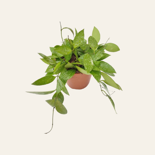 Hoya Gracilis