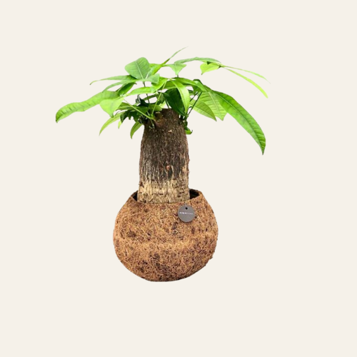 Kokodama Pachira Aquatica