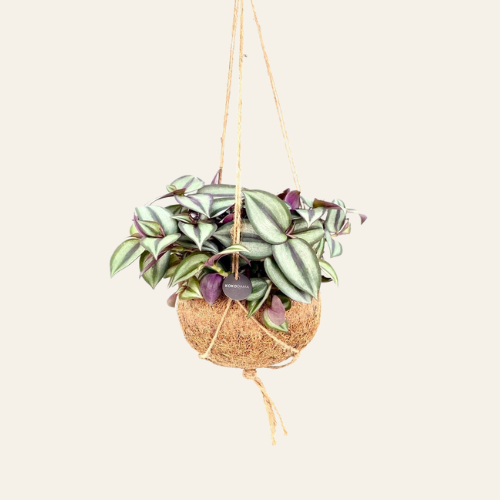 Kokodama Tradescantia Zebrina