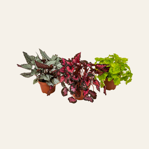 3x MIX Begonia Beleaf
