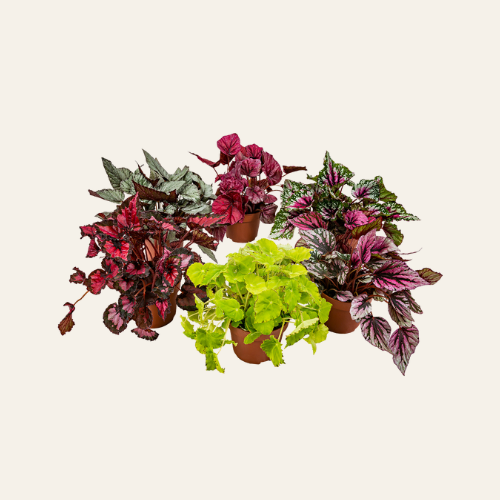 3x MIX Begonia Beleaf