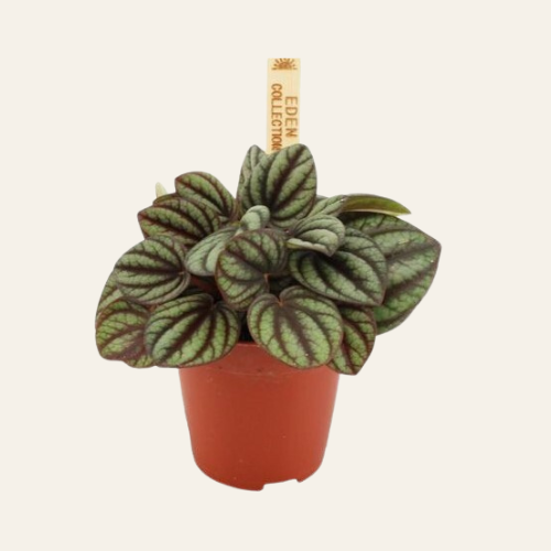 Peperomia albovittata 'Piccolo Banda'