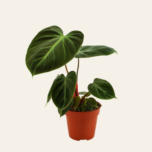 Philodendron El Choco Red P12 H30