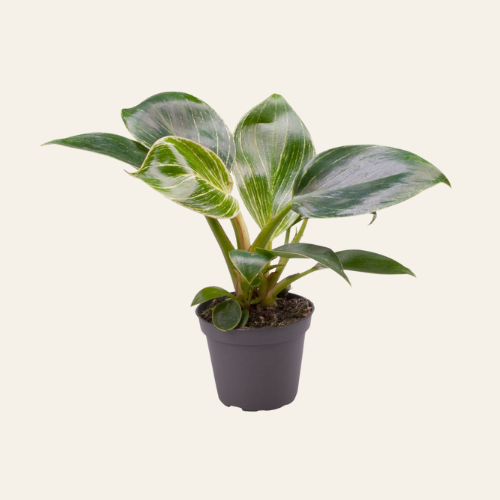 Philodendron White Measure