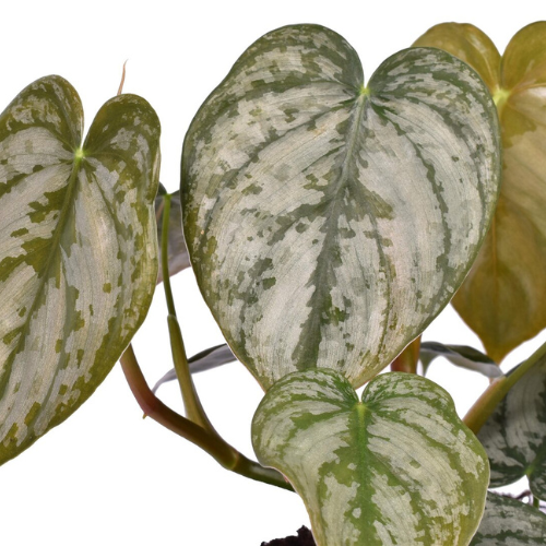 Philodendron Brandtianum