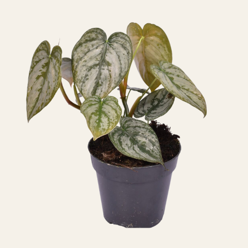 Philodendron Brandtianum