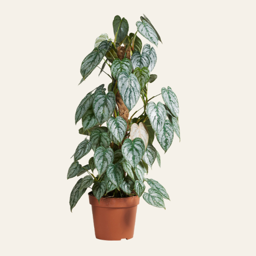 Philodendron Brandtianum