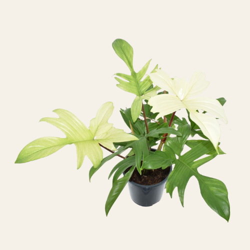 Philodendron Florida Ghost