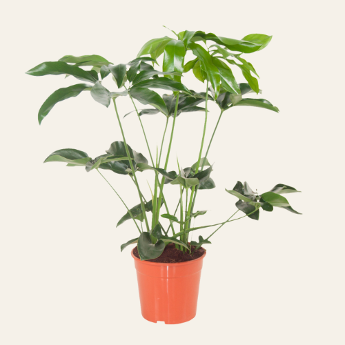 Philodendron Green Wonder