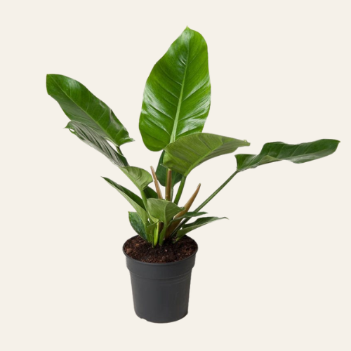 Philodendron 'Imperial Green'