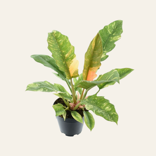 Philodendron narrow 'Ring of Fire'