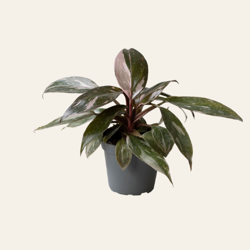 Philodendron Pink Princess Marble