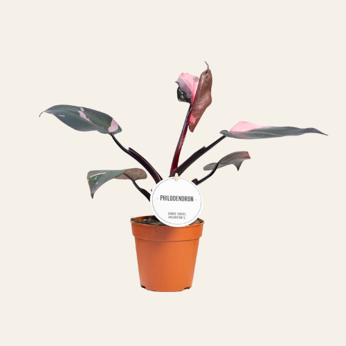 Philodendron Pink Princess