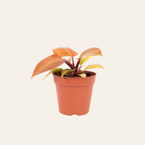 Philodendron Prince of Orange