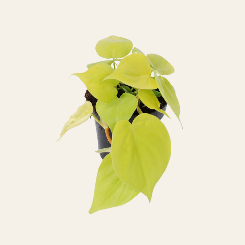 Philodendron scandens 'Micans Lime'