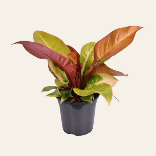 Philodendron Prince of Orange