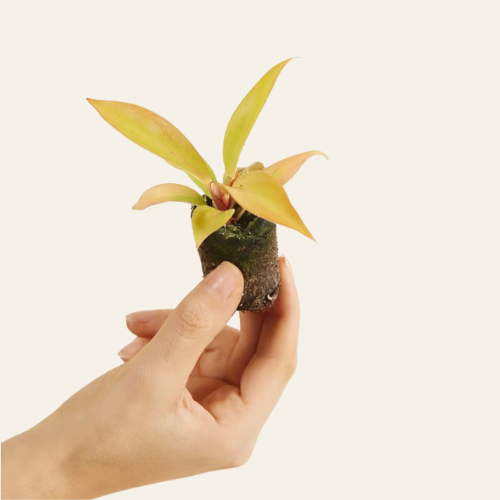 Philodendron Prince of Orange