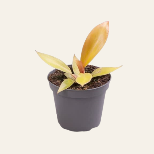 Philodendron Prince of Orange