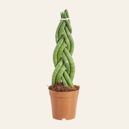 Sansevieria Twister