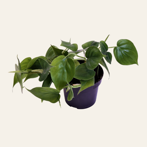 Philodendron Scandens
