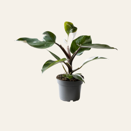 Philodendron White Knight