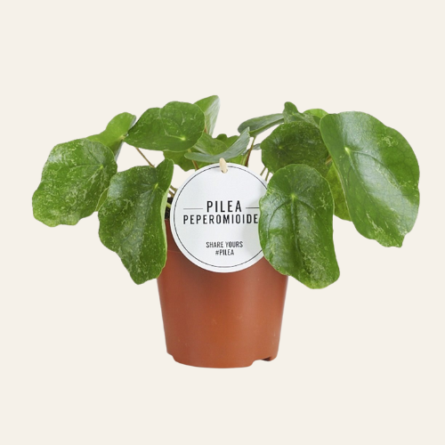 Pilea Peperomioides 'Sugar'