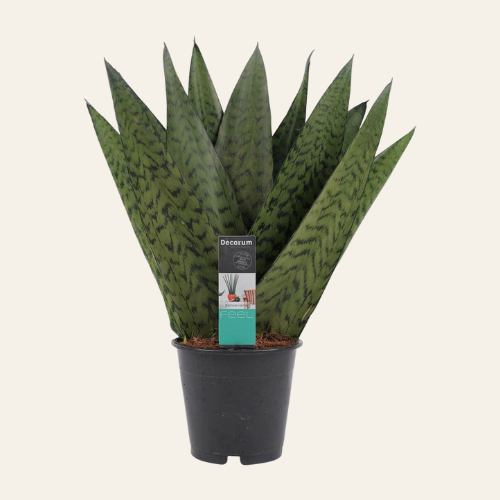 Sansevieria Zeylanica