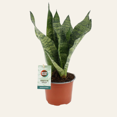 Sansevieria 'Black Coral'