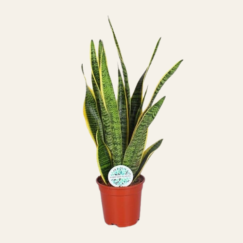 Sansevieria Laurentii