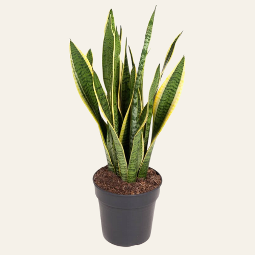 Sansevieria Laurentii